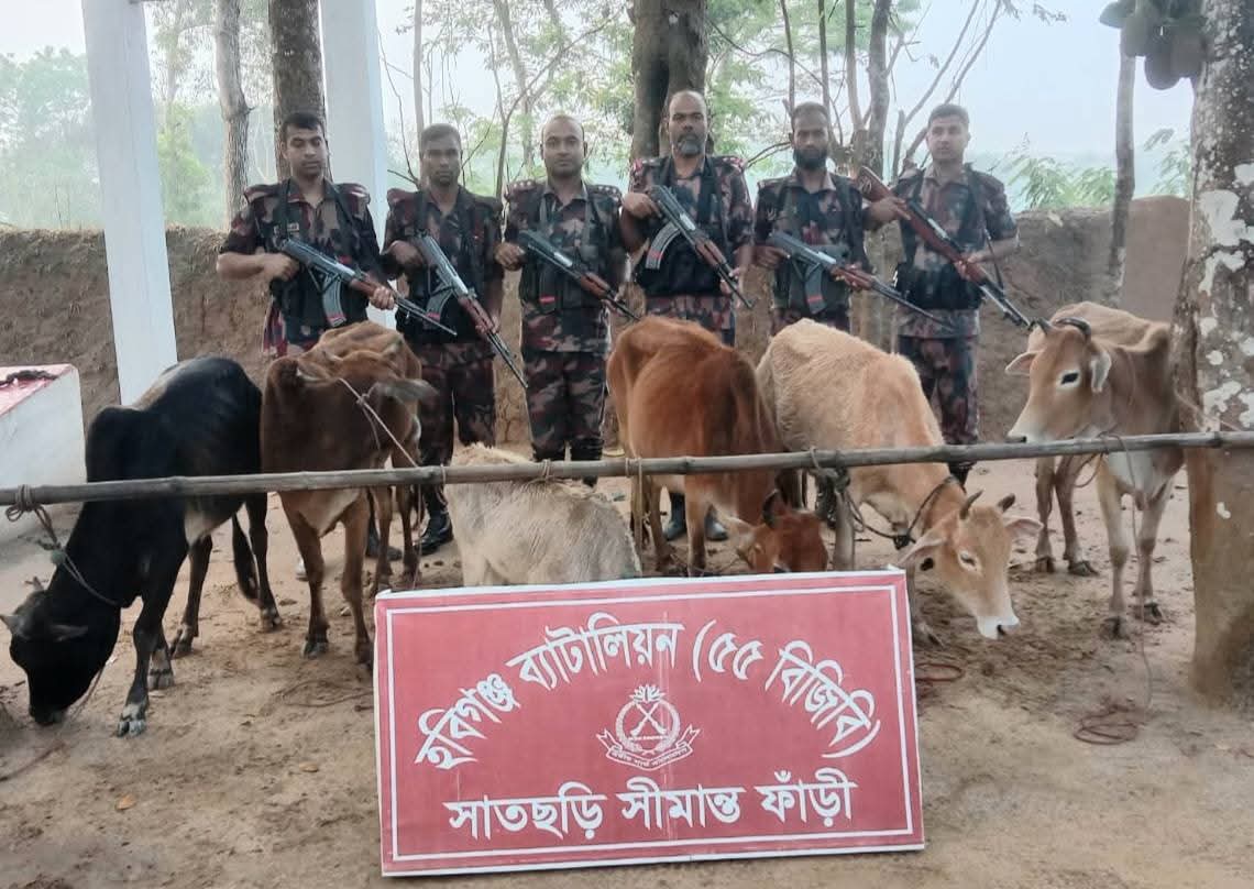 হবিগঞ্জে ৫৫ বিজিবির অভিযানে আঠারো লক্ষ টাকা মূল্যের ২৪টি ভারতীয় গরু জব্দ