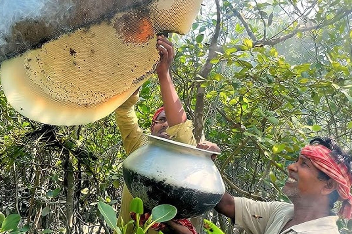 সুন্দরবনে মধু আহরণ শুরু শেষ সময়ের ব্যস্ত মৌয়ালরা