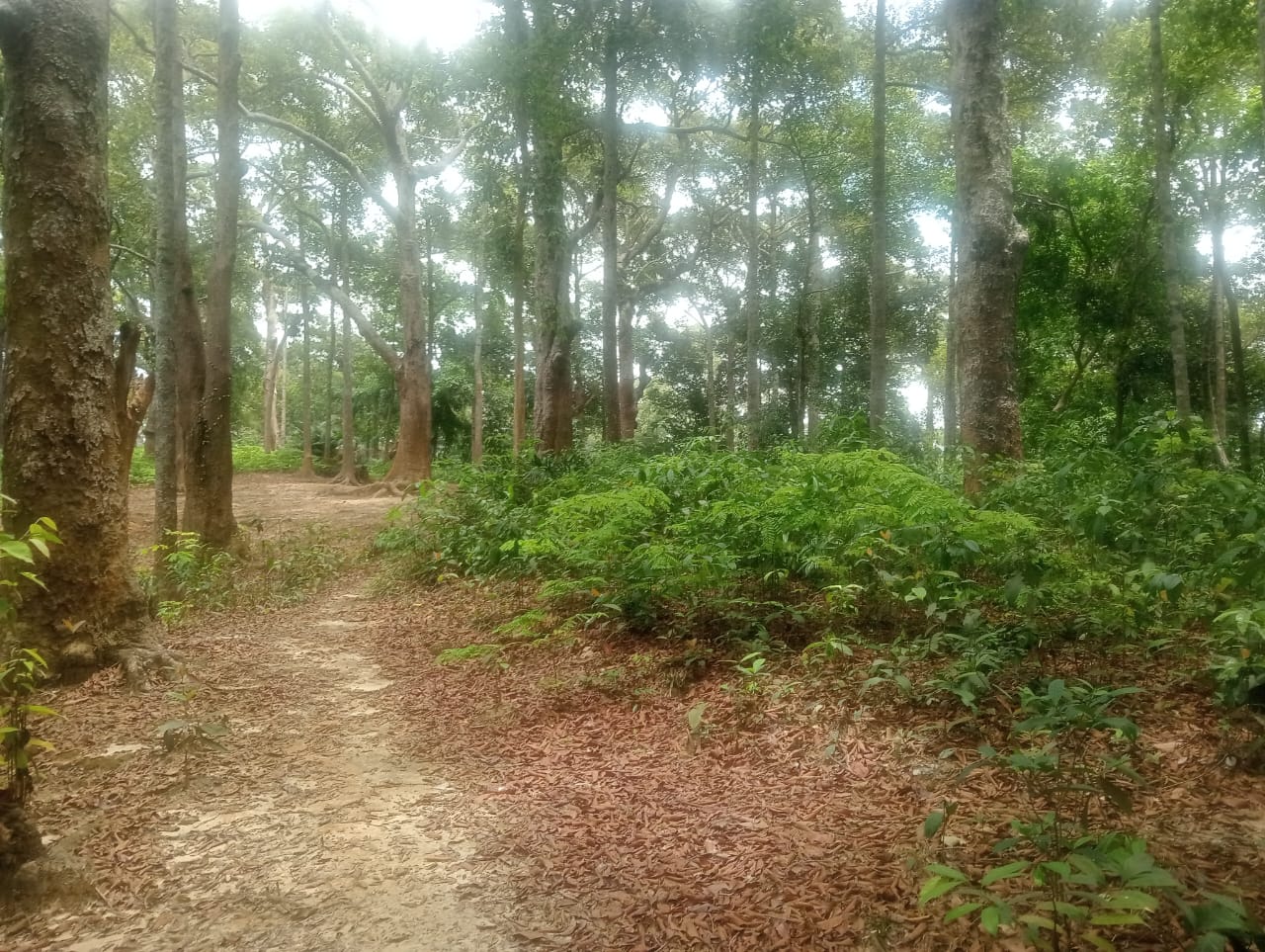 বড়ইতলি বিটের গর্জন বাগান রক্ষায় কাজ করে যাচ্ছেন বিট কর্মকর্তা আনোয়ার