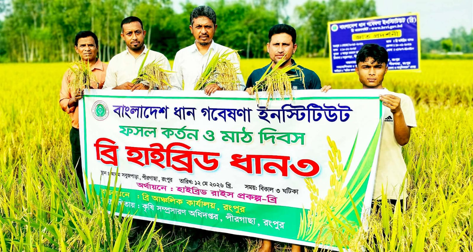 রংপুরে জনপ্রিয় হচ্ছে উচ্চ ফলনশীল ব্রি হাইব্রিড ৩ জাতের বোরো ধান