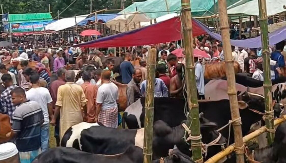 মাদারীপুরে জমে উঠেছে কোরবানির পশুর হাট