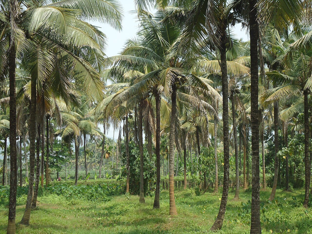 ‎হোয়াইট ফ্লাইয়ের আগ্রাসনে বিলুপ্তির পথে বাগেরহাটের ঐতিহ্যবাহী নারিকেল তেল শিল্প