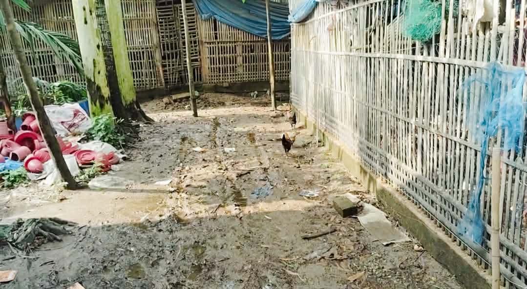 গ্রামের মাঝখানে মুরগির খামার, দুর্গন্ধ ও মাছির যন্ত্রণায় অতিষ্ঠ ৬-৭ শত পরিবার”
