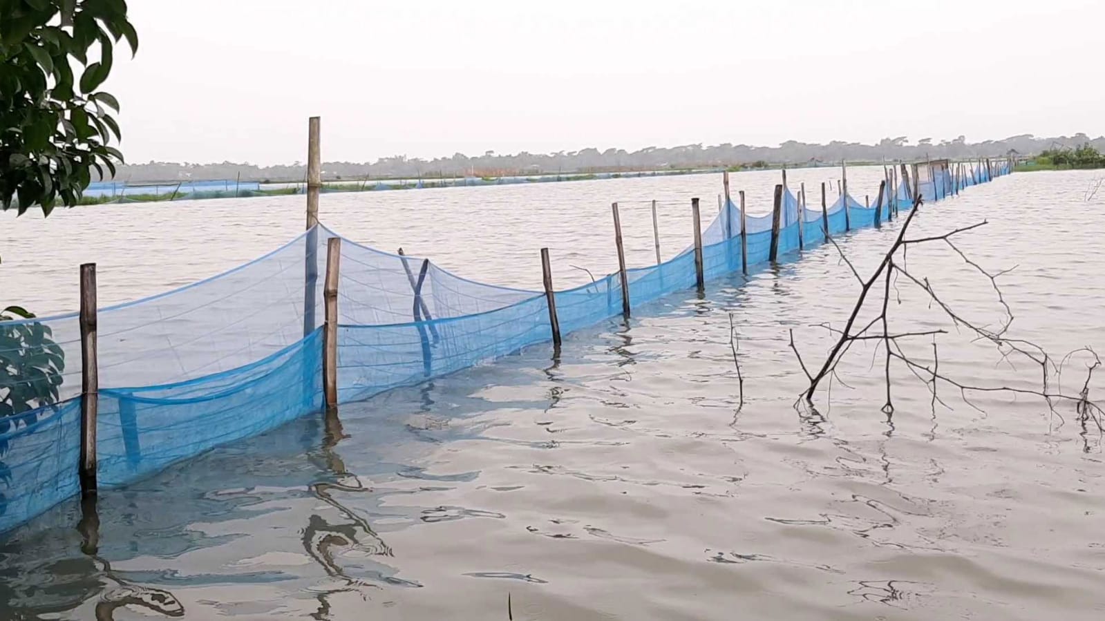 ‎বাগেরহাটে টানা বর্ষণে সাত হাজার ঘের তলিয়ে শত কোটি টাকার ক্ষতি, নিঃস্ব মৎস্যচাষিরা