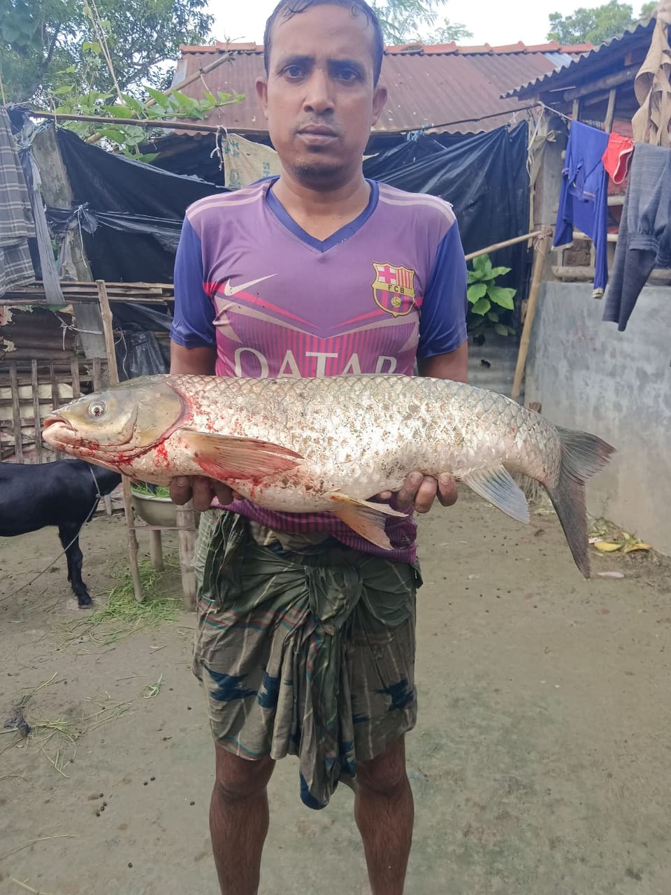 কলারোয়ার সোনাই নদীতে মিললো ৫ কেজি ওজনের গিলাস কার্প মাছ, উৎসুক জনতার ভিড়