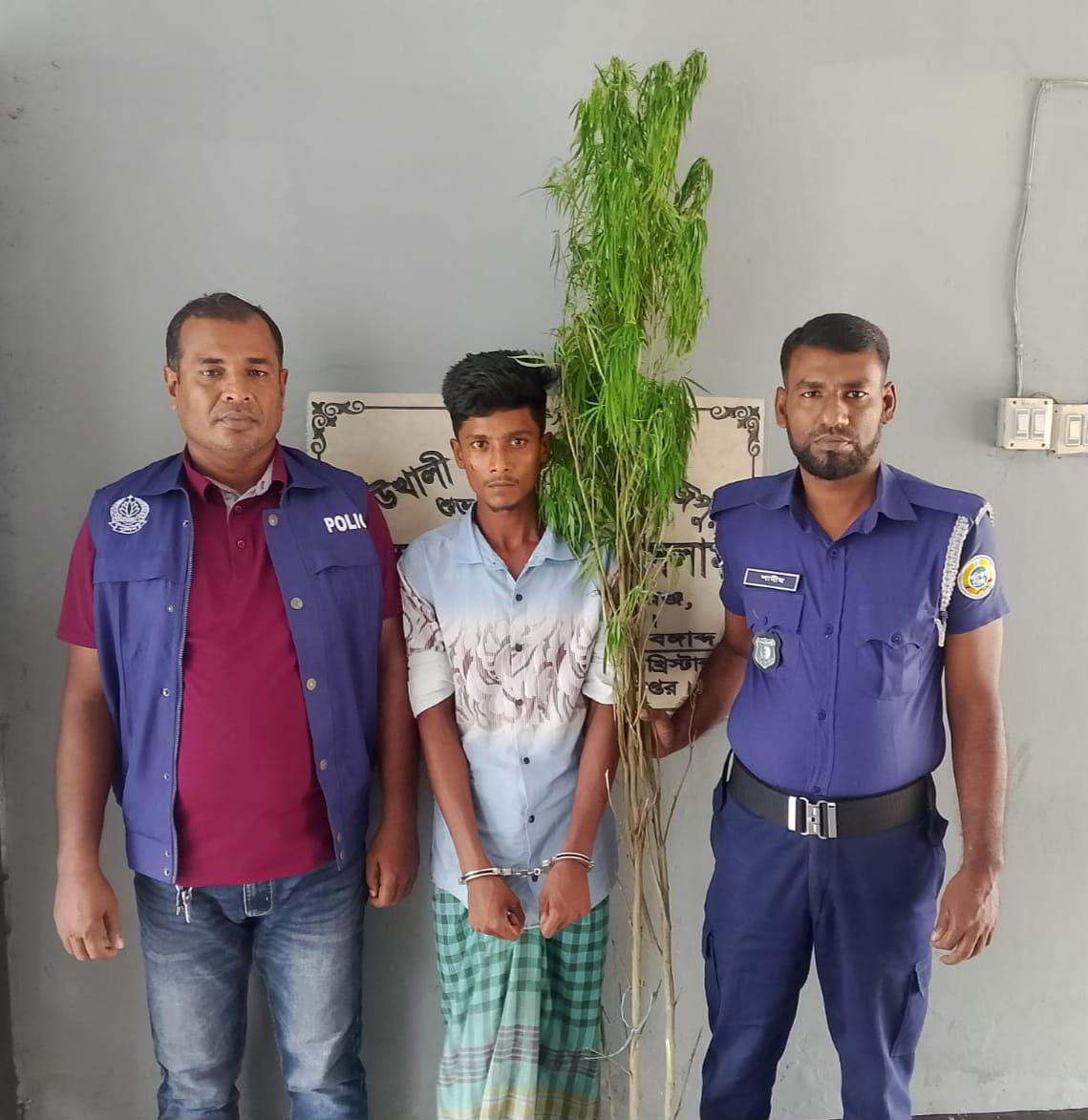 কাউখালীতে বিশেষ অভিযানে গাছসহ মাদক ব্যবসায়ী আটক