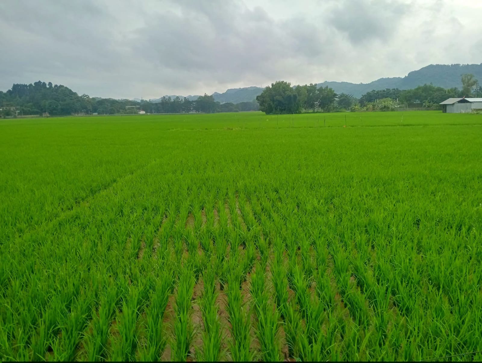 বান্দরবানের তিন পার্বত্য উপজেলায় সারের কৃত্রিম সংকটের অভিযোগ।সরকারি মূল্যের চেয়ে বেশি দামে বিক্রির অভিযোগ, ডিলারদের মজুত তদন্তের দাবি।