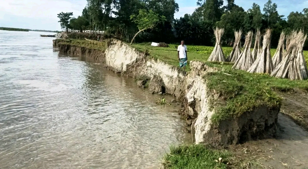 কুড়িগ্রামের কোদালকাটি ব্রহ্মপুত্রের পেটে বিলীন হচ্ছে আবাদি জমি ও বসতভিটা