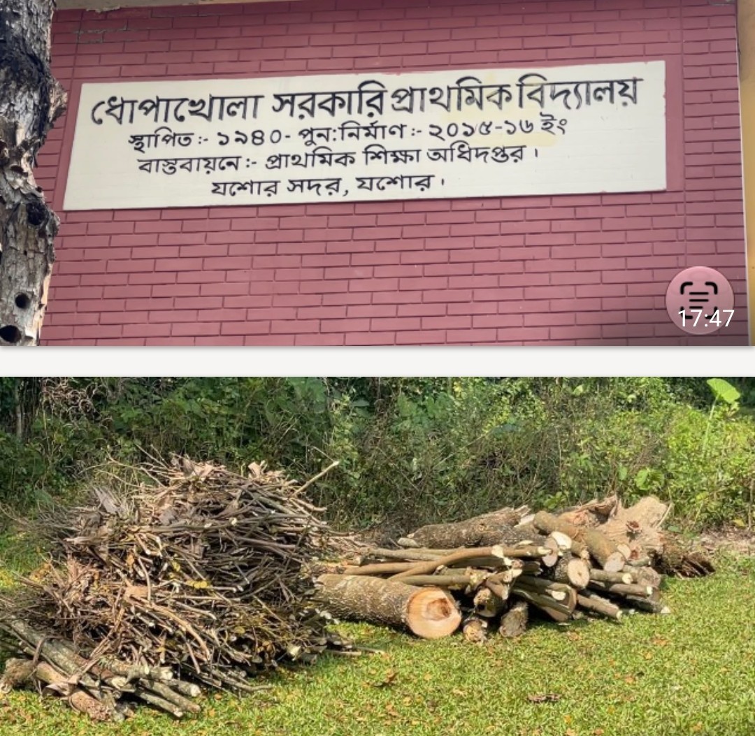 যশোরে ধোপাখোলা স.প্রা. বিদ্যালয়ের গাছের ডাল কেটে বিক্রির অভিযোগ