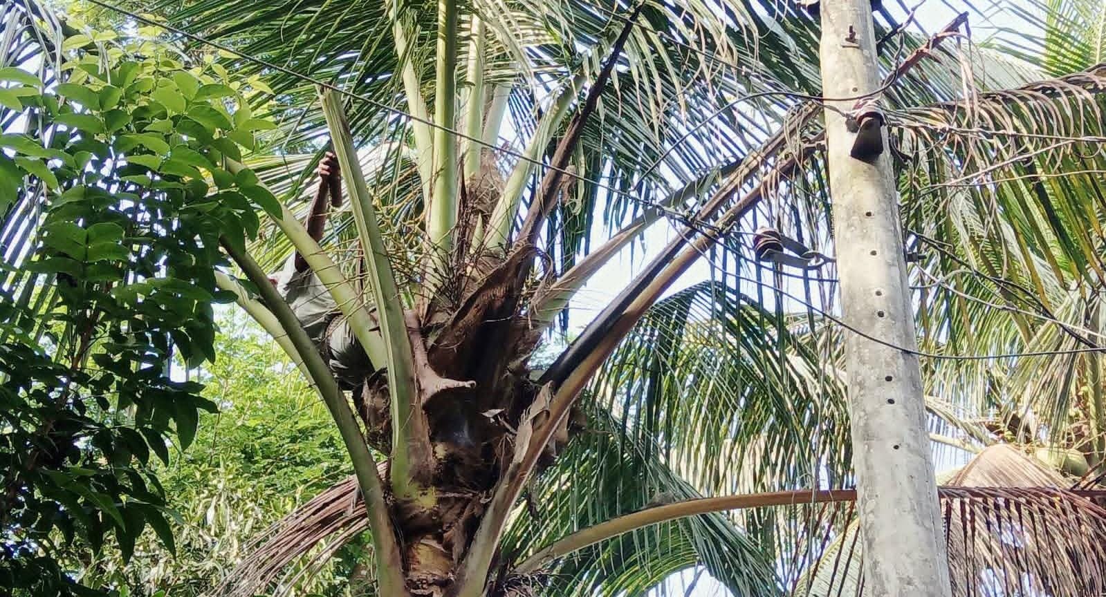 চাঁদপুরে নারিকেল গাছের ডাল কাটতে গিয়ে বিদ্যুৎস্পৃষ্টে বৃদ্ধের মৃত্যু